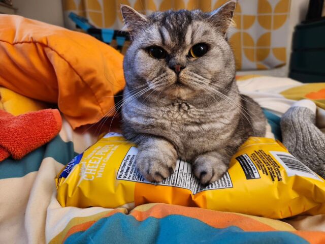 Everything is a pillow to this one, including my bag of chips