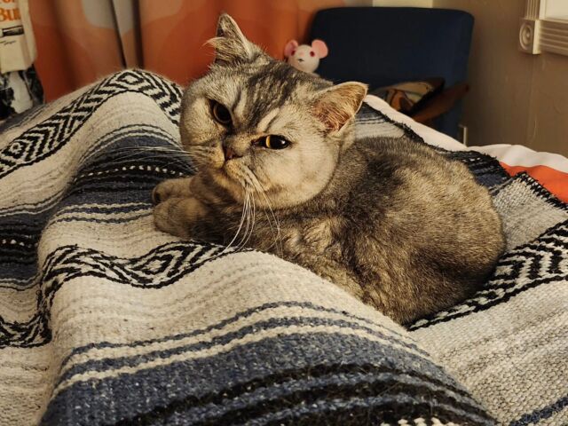 This may not seem like a big deal but she is actually lying on my leg and normally she always sits/sleeps at least a foot away from me. Of course now I can never move...